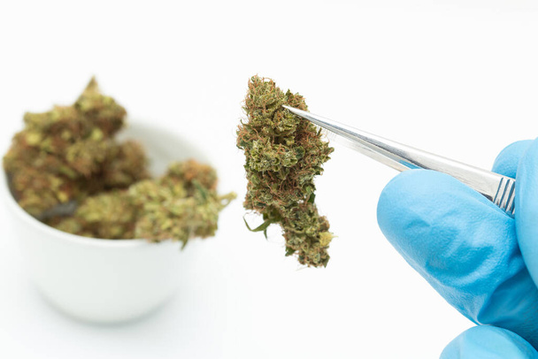 peddle marijuanapharmacist who collects a sample of cannabis for - Φωτογραφία, εικόνα