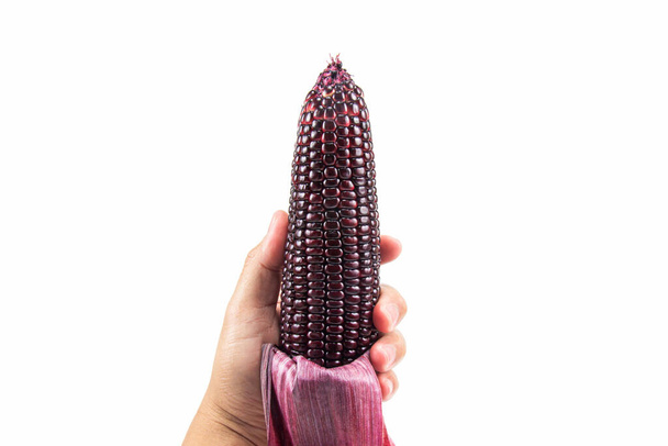 Ręka człowieka trzymającego czerwoną słodką kukurydzę lub Siam Ruby Queen może być spożywana świeżo odizolowana na białym tle. - Zdjęcie, obraz