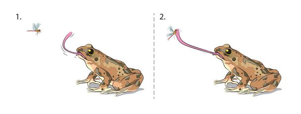 Ilustracja pokazuje jak żaba łapie owady lepkim językiem. - Wektor, obraz