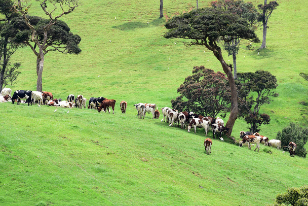 Коровы в зеленом поле - Фото, изображение
