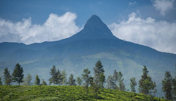 Прекрасна плантація чаю в Маскелії (Шрі - Ланка). - Фото, зображення