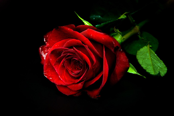 Rose ! - Photo, image