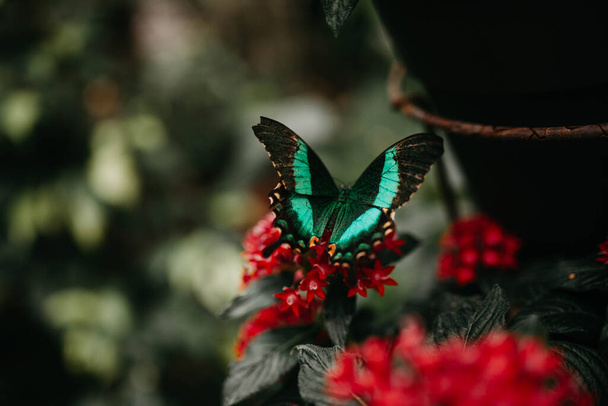 美しい蝶を植物の上に閉じ込め - 写真・画像