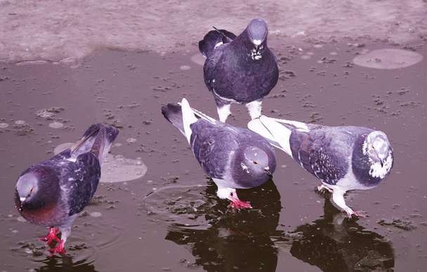 Pigeons en hiver sur la glace Kiev Ukraine
 - Photo, image