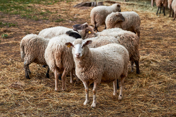 国内の白い羊。白い羊の群れ - 写真・画像