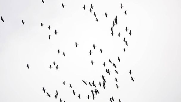 Gólyák gyűlnek össze egy ék repülni a meleg földekre a télre - Fotó, kép