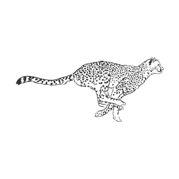 Černobílý vektorový náčrt běžícího geparda Acinonyx jubatus - Vektor, obrázek