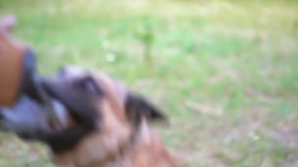 Ein großer grauer Hund knabbert aggressiv an seinem Trainingsspielzeug - Filmmaterial, Video