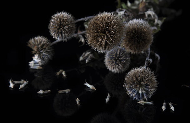 Inflorescências espinhosas cinzentas em um fundo preto
 - Foto, Imagem