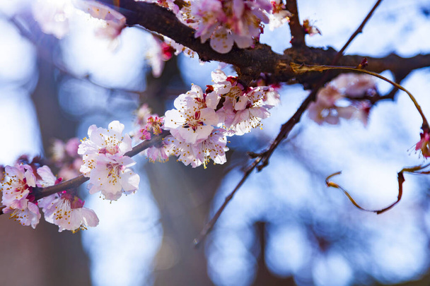 Blooming apricot in the spring. Beautiful landscape. Flowers close-up. - Photo, image