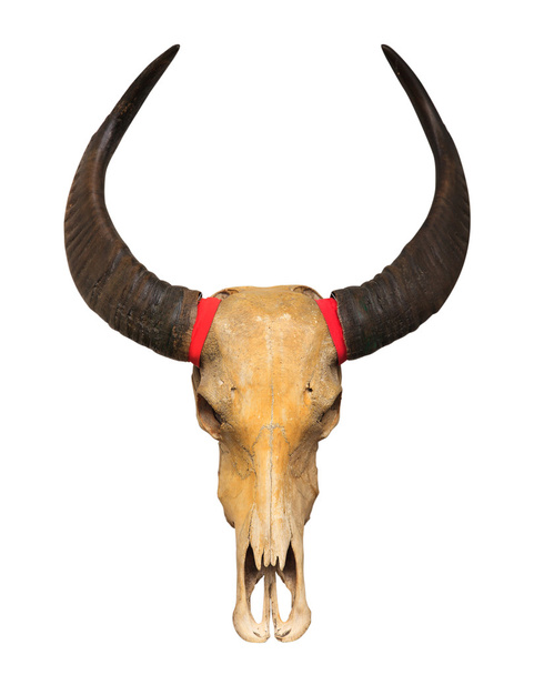 Cráneo de búfalo - Foto, imagen