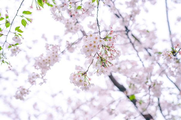 Cherry blossoms are in full bloom in spring - Fotografie, Obrázek