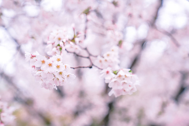 Flores de cerezo están en plena floración en primavera
 - Foto, imagen