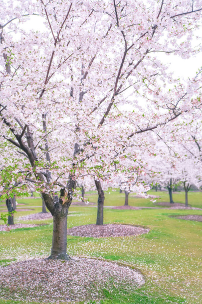Flores de cerejeira estão em plena floração na primavera
 - Foto, Imagem