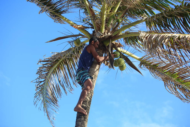 salvador, bahia / brazilsko - 10. října 2017: Muž šplhá na kokosový ořech na náměstí Wilsona Linse v Salvadoru. * * * Místní popisek * * * - Fotografie, Obrázek