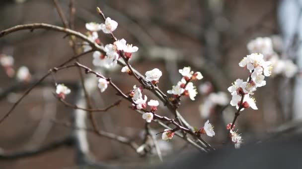 Prunus armeniaca kwitnące drzewo wczesną wiosną. Gałąź kwitnącego drzewa morelowego - Materiał filmowy, wideo