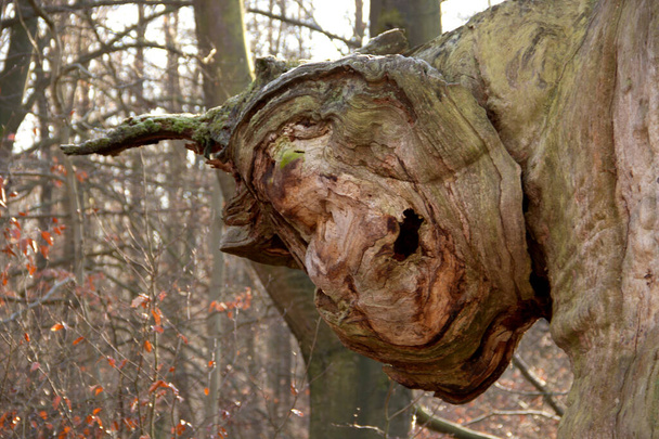 Roble muerto y podrido con una rama extraña en el bosque primitivo de Sababurg
 - Foto, imagen