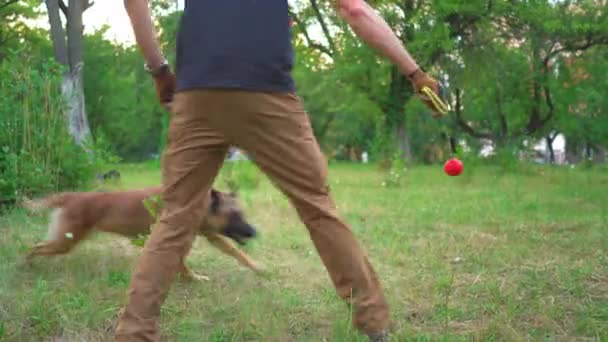 Schäferhund springt für ein Spielzeug im Wald - Filmmaterial, Video