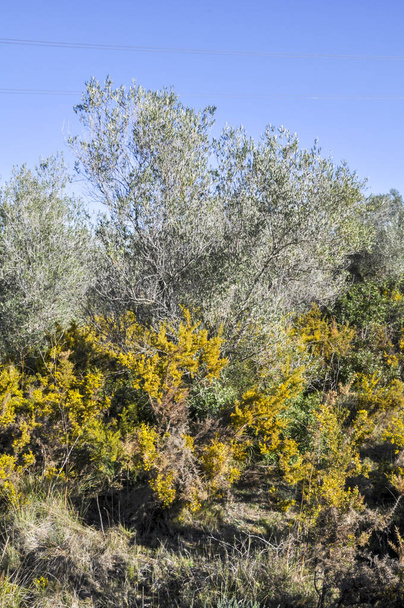 Sonbaharda kurumuş terk edilmiş bitki örtüsü - Fotoğraf, Görsel