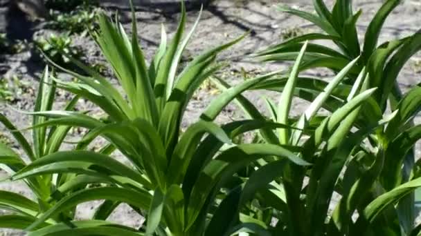 Crown imperial или fritillaria imperialis цветок, растущий в саду или на заднем дворе и зависящий от ветра. Концепция садоводства. Крупный план
. - Кадры, видео