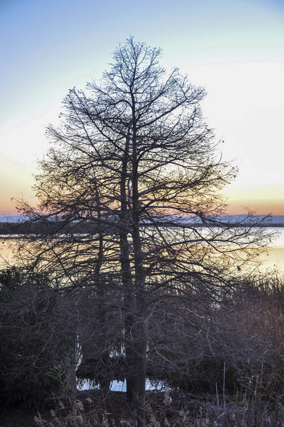 Dry tree silhouette at sunset - Zdjęcie, obraz