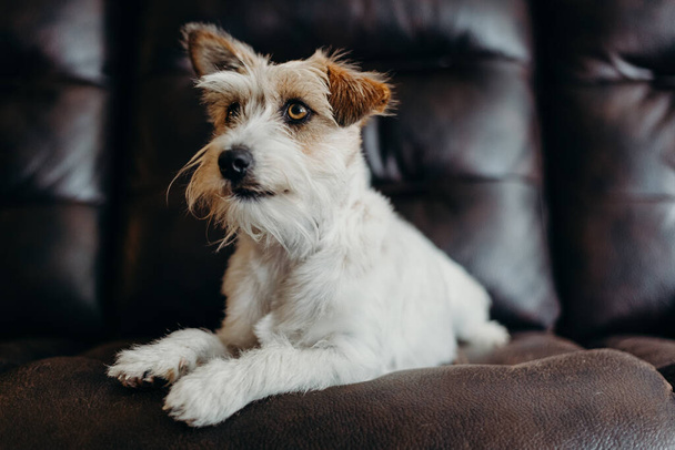 Jack russell long haired in living room. - Foto, afbeelding