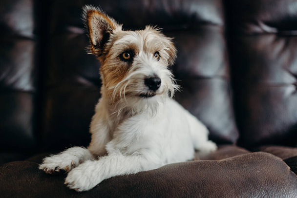 Jack russell long haired in living room. - Photo, Image
