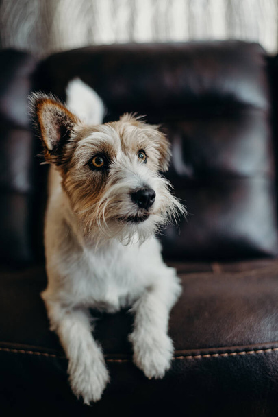 Jack russell long haired in living room. - Foto, Imagen