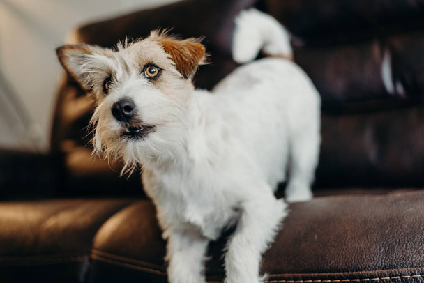 Jack russell long haired in living room. - Photo, Image