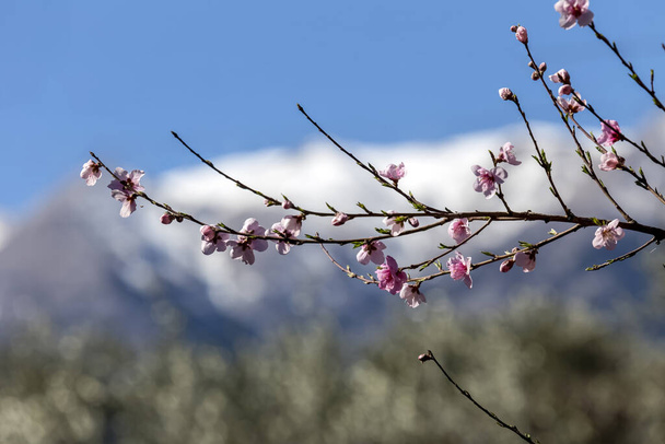 Az őszibarack (Prunus persica) virágzó virágokkal a kék ég felé nő egy napos tavaszi napon.. - Fotó, kép