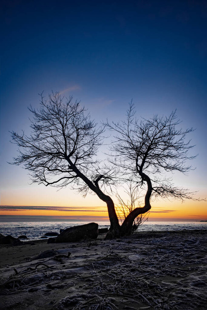 A surprisingly beautiful tree grows out of frozen sand at sunset. Colorful landscape with old dry tree, blue sea and sky, with the sun in the evening. classic blue colors, nature background. - Fotó, kép
