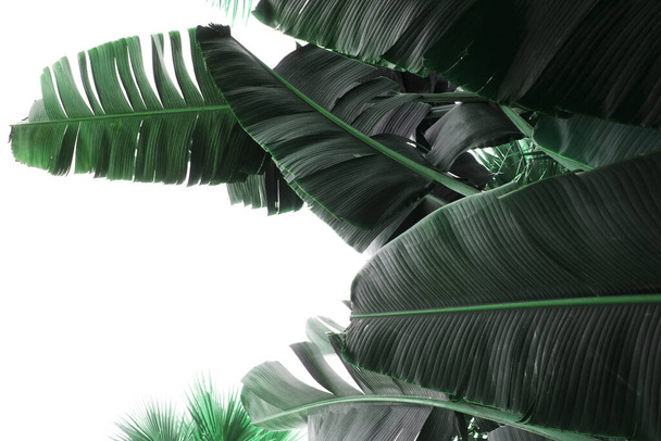 Банановые листья изолированы на белом фоне. Тропические листья с зеленым цветом для шаблонов или графических дизайнов
 - Фото, изображение