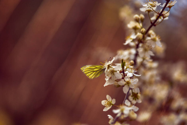 Abstract background in brown tones. Blurry white flowers and a yellow butterfly. Selective focus. Copy space. Creative gradient background for flyer, landing page, business card, cover, web page.Spring background. - Photo, Image
