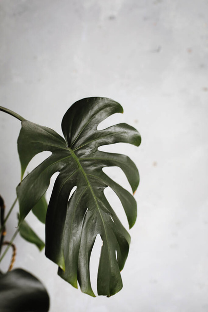 Темно-зелене листя Монстери або розщепленого листя філодендрону, Монстера-декоза, тропічна рослина, що росте в дикій природі ізольовано на білому тлі. вибірковий фокус
 - Фото, зображення