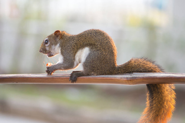 Orava syö pähkinää puinen baari puutarhassa
 - Valokuva, kuva