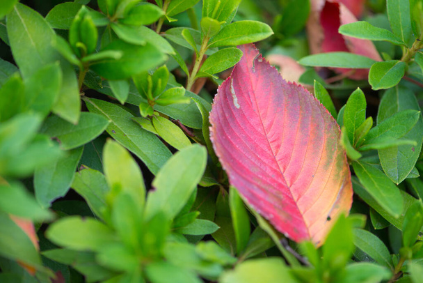 Червоне листя падає в парку Осаки восени в Осаці, Японія. - Фото, зображення