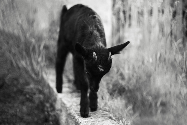 Black and white outdoors portrait of beautiful playful baby goat. - Φωτογραφία, εικόνα