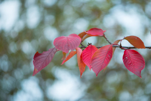 Червоне листя в замку Осака восени в Осаці (Японія). - Фото, зображення