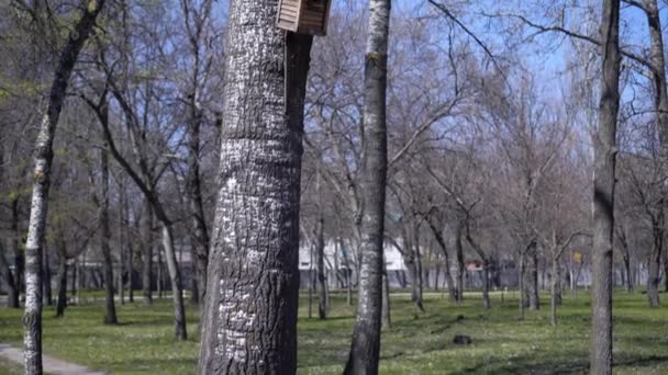 Een huis voor vogels op een boom tegen de blauwe lucht. - Video