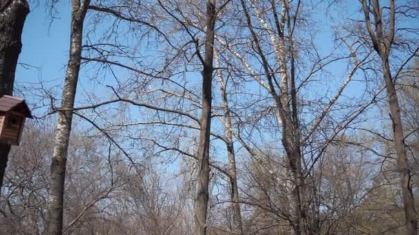 Een huis voor vogels op een boom tegen de blauwe lucht. - Video