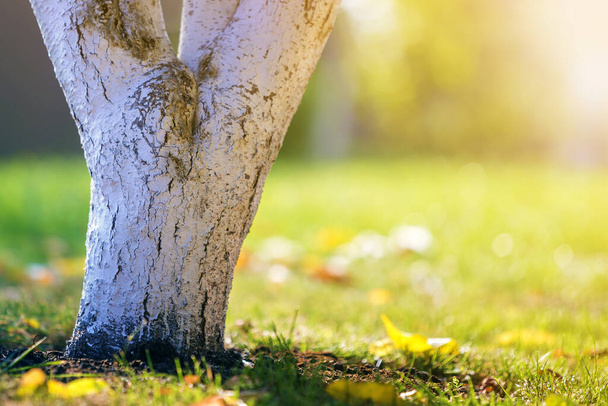Weiß getünchte Rinde des Baumes wächst in sonnigem Obstgarten auf verschwommenem grünen Kopierraum Hintergrund. - Foto, Bild