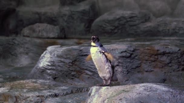 The penguin stands on a rock against the background of rocks and shakes off the water, it shakes and flaps its wings, head and tail - Séquence, vidéo
