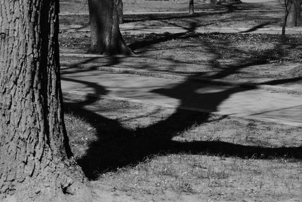 Μια καμπύλη, εκκαθάριση, απλά μυστικιστική, μαύρη σκιά στο έδαφος στο πάρκο από ψηλά, ισχυρά και διακλαδισμένα δέντρα με παχύ φλοιό. - Φωτογραφία, εικόνα