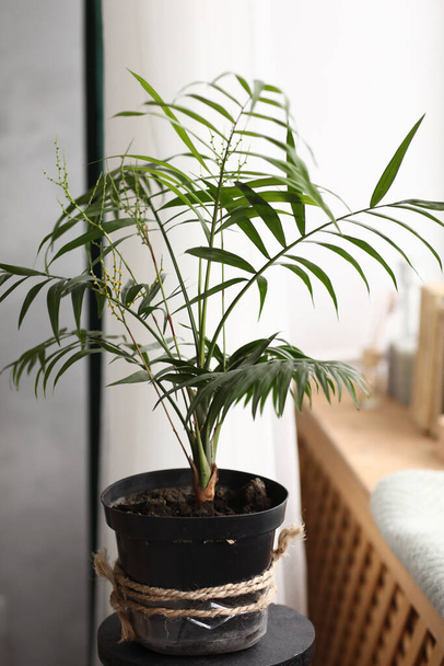 Planta verde fresca con hojas delgadas en un jarrón en el alféizar de la ventana blanca. comodidad en el hogar. enfoque selectivo
. - Foto, imagen
