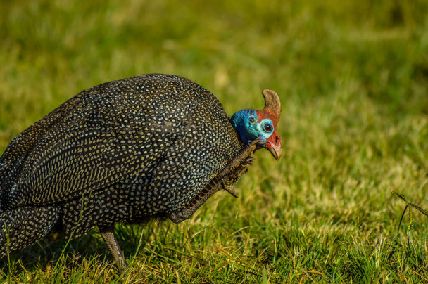 Helmeted Guinea fowls or Numididae fourding in a nature reserve in South Africa - Фото, зображення