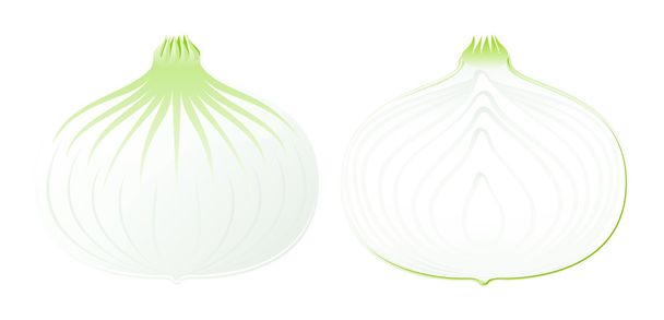 Vector Onion - Vector, Image