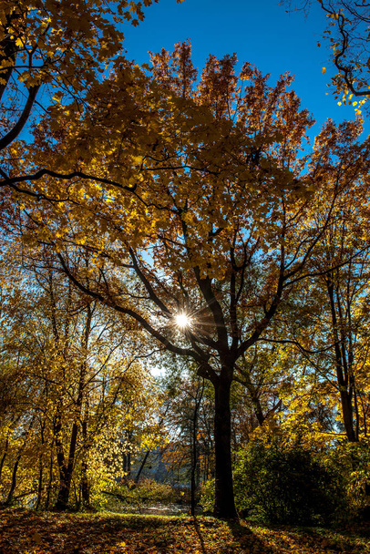 Beautiful autumn colors in the park - Foto, imagen
