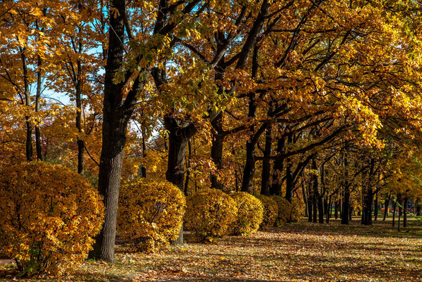 Beautiful autumn colors in the park - Фото, зображення