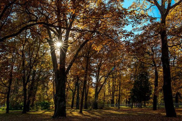 Beautiful autumn colors in the park - Foto, imagen