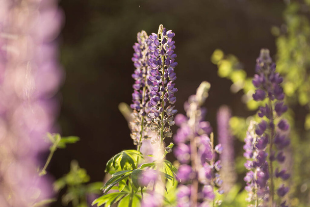 Blooming lupine field at sunlight.  Violet  summer flowers on the blurred background. Belarus, Minsk - Photo, image